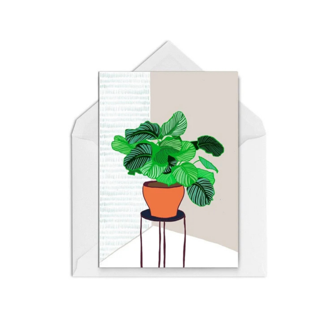 #pot-plant